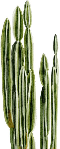 WH_CACTUS_2